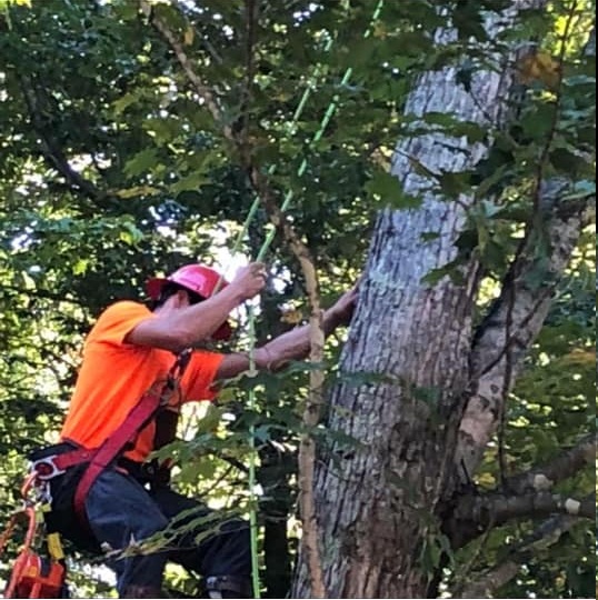 PoulinTree climbing4