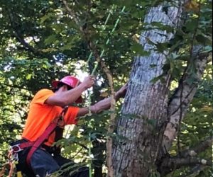 PoulinTree climbing4